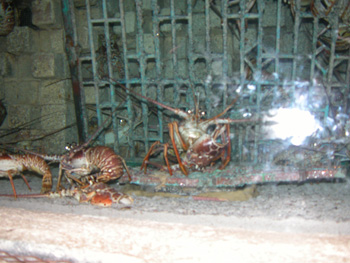 DSCN3051